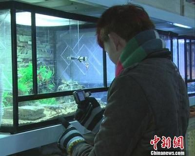 今日換了水龍魚老是往魚缸下面游是什么意思【如何判斷水龍魚在水中生活】 今日換了水龍魚老是往魚缸下面游是什么意思【如何判斷水龍魚在水中生活】 龍魚百科 第2張