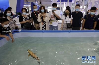 今日換了水龍魚老是往魚缸下面游是什么意思【如何判斷水龍魚在水中生活】 今日換了水龍魚老是往魚缸下面游是什么意思【如何判斷水龍魚在水中生活】 龍魚百科 第4張