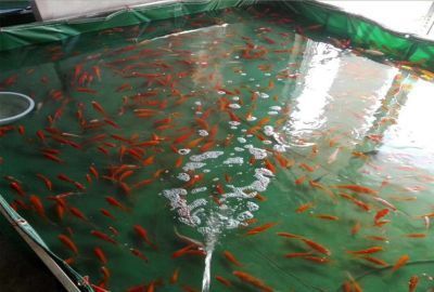 龍魚苗怎么養(yǎng)才能長大一點(diǎn)呢，養(yǎng)殖龍魚苗使其快速長大需要注意以下幾個(gè)方面