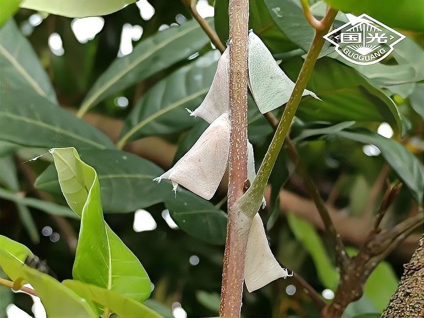 龍眼白點病有哪些癥狀？ 龍眼白點病有哪些癥狀？ 龍魚百科 第4張
