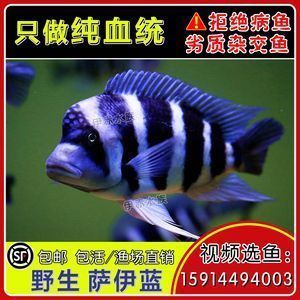 薩伊藍魚混養注意事項：薩伊藍魚在混養時需要注意什么？