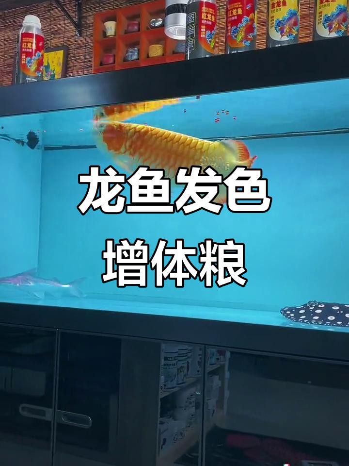 紅龍魚飼料有哪些品牌推薦？
