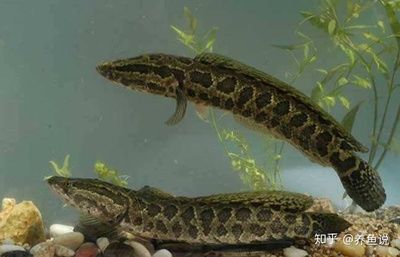 那種雷龍魚最好看又好養(yǎng)，適合新手飼養(yǎng)的雷龍魚，適合新手飼養(yǎng)的雷龍魚品種