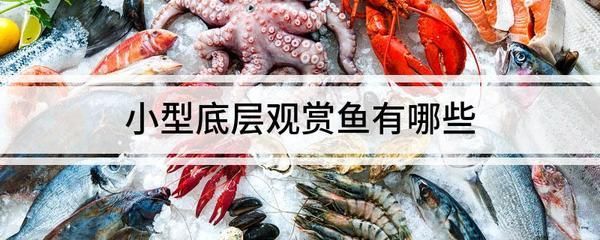 紅龍魚冬季保溫技巧：關于紅龍魚冬季保溫技巧 紅龍魚冬季保溫技巧：關于紅龍魚冬季保溫技巧 龍魚百科