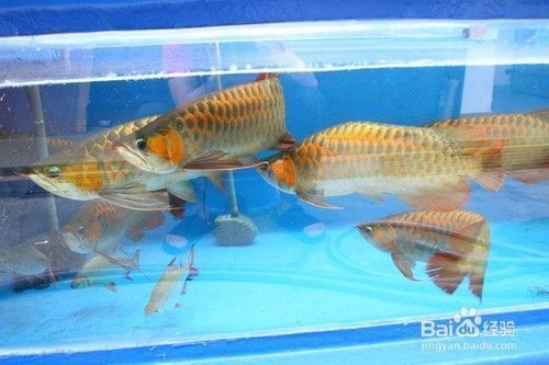 龍魚互相咬：如何防止龍魚互相咬斗