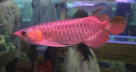 龍魚是不是海魚（龍魚不是海魚，而是淡水魚） 龍魚是不是海魚（龍魚不是海魚，而是淡水魚） 龍魚百科 第1張