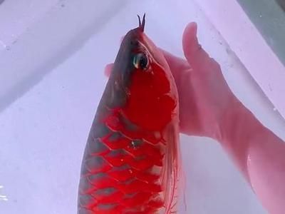 龍魚是不是海魚（龍魚不是海魚，而是淡水魚） 龍魚是不是海魚（龍魚不是海魚，而是淡水魚） 龍魚百科 第5張