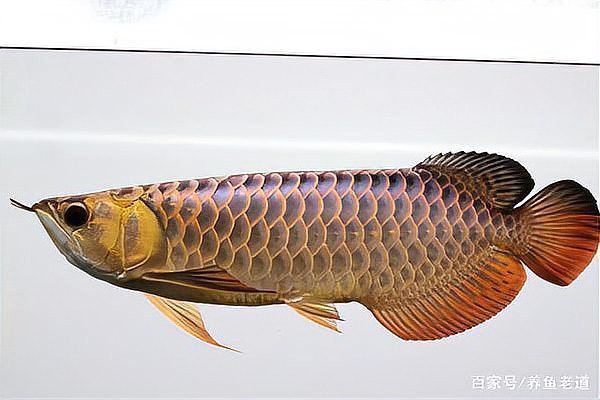 金龍魚魚缸背景色多久換一次？