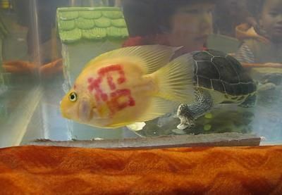 龍魚銷售平臺有哪些軟件好(龍魚銷售平臺推薦) 龍魚百科 第1張 龍魚銷售平臺有哪些軟件好(龍魚銷售平臺推薦) 龍魚銷售平臺有哪些軟件好(龍魚銷售平臺推薦) 龍魚百科 第1張