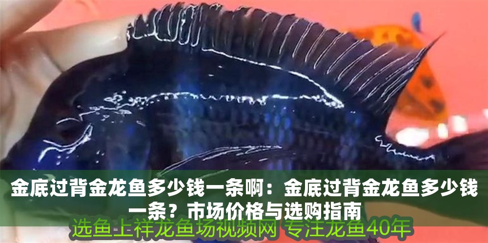 金底過背金龍魚多少錢一條啊：金底過背金龍魚多少錢一條？市場價格與選購指南