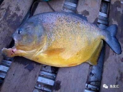 黃金河虎和龍魚哪個(gè)厲害：探討黃金河虎和龍魚哪個(gè)更厲害之前需要明確“厲害” 黃金河虎和龍魚哪個(gè)厲害：探討黃金河虎和龍魚哪個(gè)更厲害之前需要明確“厲害” 龍魚百科 第2張