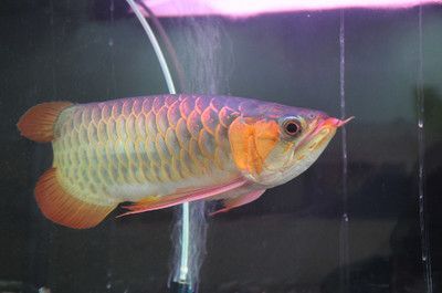 龍魚上門回收多少錢一斤:龍魚上門回收價格一般多少錢 龍魚百科 第3張 龍魚上門回收多少錢一斤:龍魚上門回收價格一般多少錢 龍魚上門回收多少錢一斤:龍魚上門回收價格一般多少錢 龍魚百科 第3張