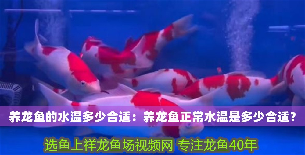 養(yǎng)龍魚的水溫多少合適：養(yǎng)龍魚正常水溫是多少合適？