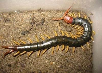 龍魚多久喂一次蜈蚣：龍魚喂蜈蚣的頻率應該是每周一次，龍魚多久喂一次蜈蚣