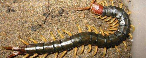 龍魚多久喂一次蜈蚣：龍魚喂蜈蚣的頻率應該是每周一次，龍魚多久喂一次蜈蚣