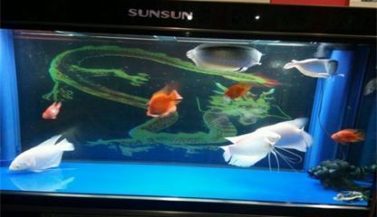 龍魚配虎魚和鸚鵡魚能混養(yǎng)嗎：龍魚、虎魚和鸚鵡魚混養(yǎng)有風(fēng)險嗎？