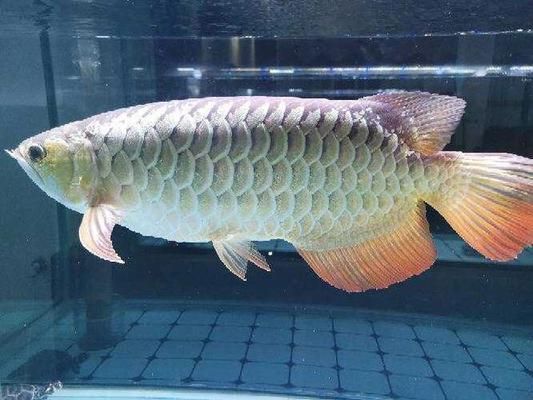 買龍魚(yú)怎樣挑選比較好，如何挑選好龍魚(yú)