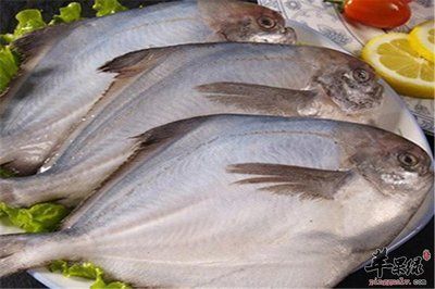 鯧魚和龍魚混養嗎：鯧魚和龍魚一起養嗎