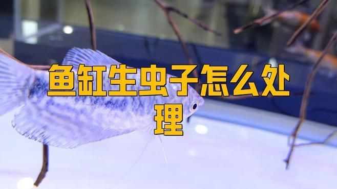 如何預防和治療魚身上的寄生蟲？