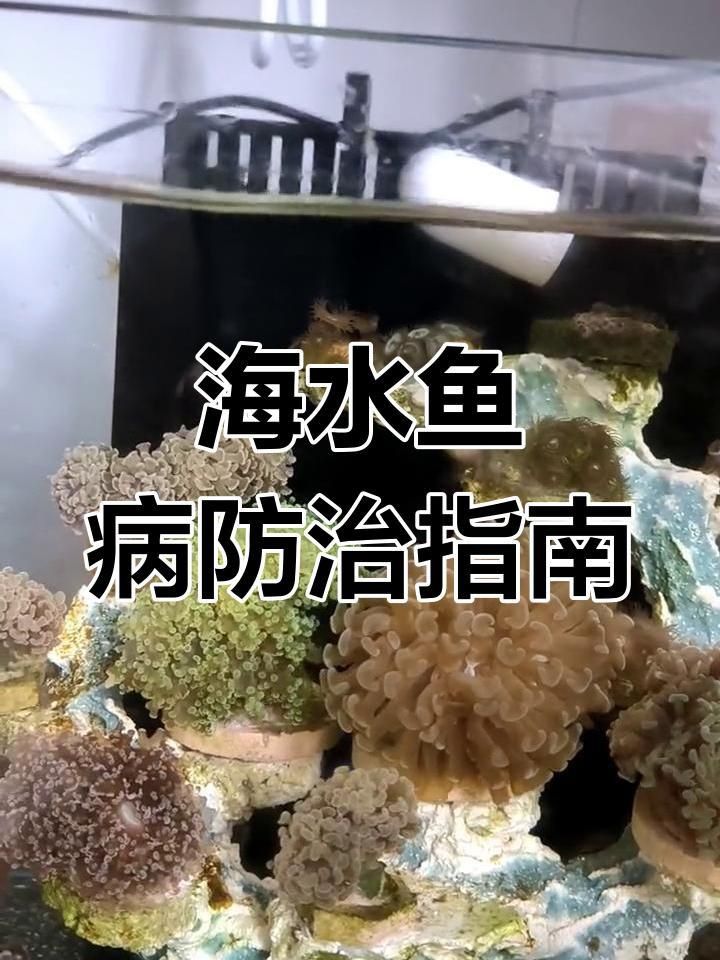 如何預防和治療魚身上的寄生蟲？