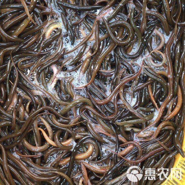 黃鱔苗批發(fā)