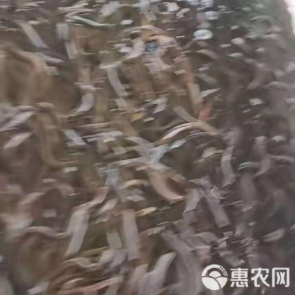 黃鱔苗批發(fā)