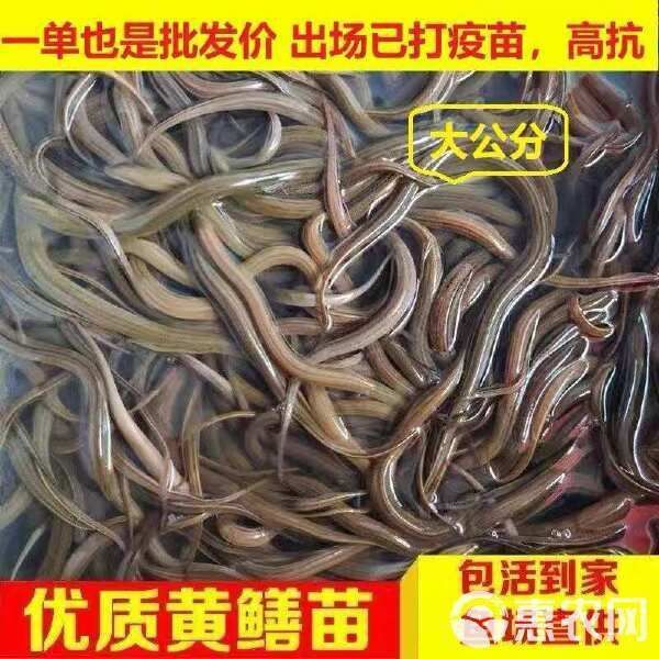 黃鱔苗批發(fā)
