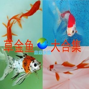 龍魚吃草金魚是否會噎死（喂食草金魚給龍魚會導(dǎo)致龍魚的健康問題嗎）