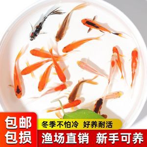 龍魚吃草金魚是否會噎死（喂食草金魚給龍魚會導(dǎo)致龍魚的健康問題嗎）