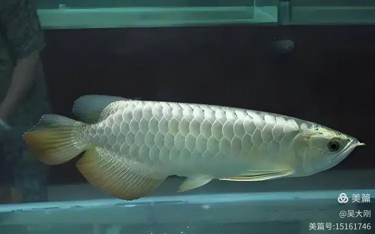 世界上最大的銀龍魚圖片及價格
