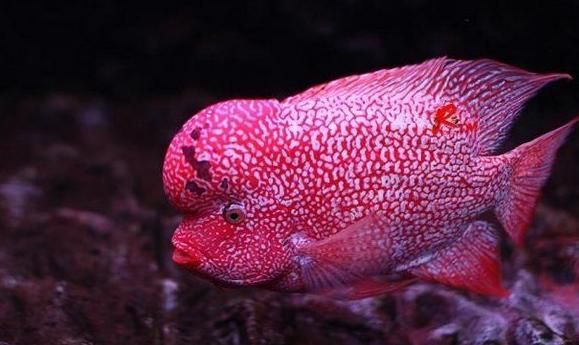 龍魚死掉的寓意,龍魚死亡對家庭運勢的影響 龍魚百科 第5張 龍魚死掉的寓意,龍魚死亡對家庭運勢的影響 龍魚死掉的寓意,龍魚死亡對家庭運勢的影響 龍魚百科 第5張