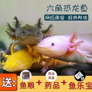 六角恐龍魚糧推薦：六角恐龍魚飼料保存技巧六角恐龍魚飼料保存技巧 六角恐龍魚糧推薦：六角恐龍魚飼料保存技巧六角恐龍魚飼料保存技巧 龍魚百科 第4張
