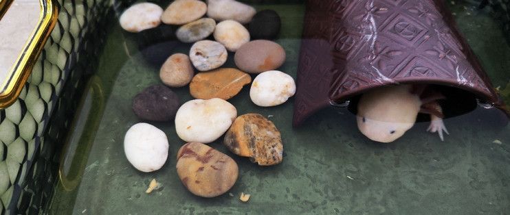 六角恐龍魚糧推薦：六角恐龍魚飼料保存技巧六角恐龍魚飼料保存技巧 六角恐龍魚糧推薦：六角恐龍魚飼料保存技巧六角恐龍魚飼料保存技巧 龍魚百科 第3張