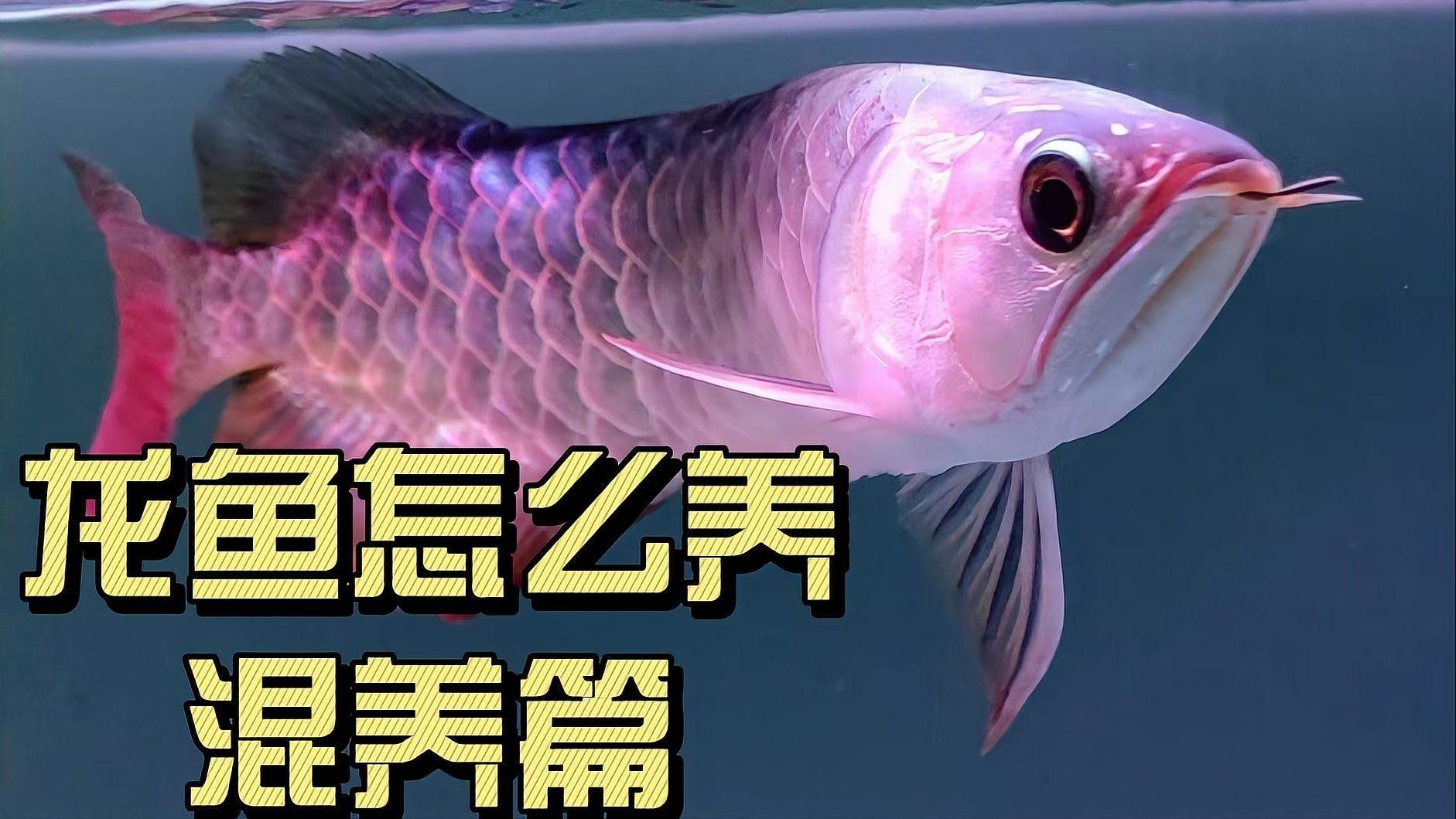 如何降低金龍魚和紅龍魚混養(yǎng)的風險？