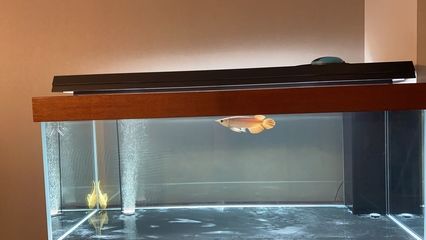 龍魚蹦出魚缸：龍魚為什么會跳缸？