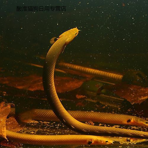 虎皮恐龍魚能長多大圖片視頻講解