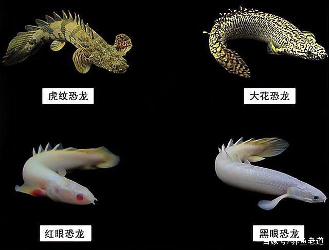 虎皮恐龍魚能長多大圖片視頻講解