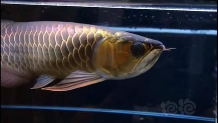 B級過背金龍魚：b級過背金龍魚與過背金龍魚市場趨勢b級過背金龍魚