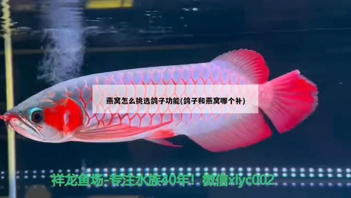 金龍魚小包裝（金龍魚小包裝產(chǎn)品） 金龍魚小包裝（金龍魚小包裝產(chǎn)品） 龍魚百科 第5張