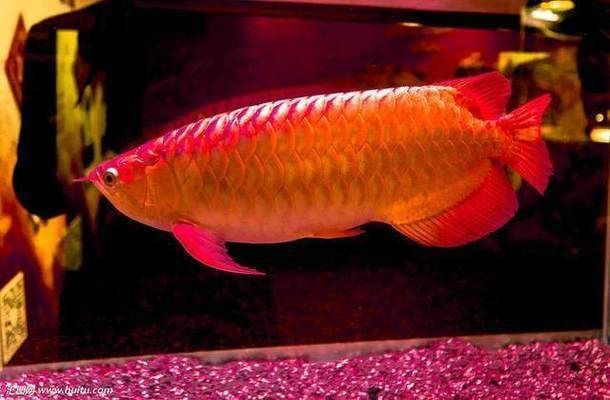 紅龍魚什么頭型好一點（紅龍魚頭型與色彩關系）