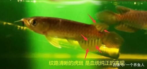 龍魚尾鰭開裂什么原因：龍魚尾鰭開裂可能是由于多種原因引起的，應(yīng)注意避免這些因素 龍魚尾鰭開裂什么原因：龍魚尾鰭開裂可能是由于多種原因引起的，應(yīng)注意避免這些因素 龍魚百科 第3張