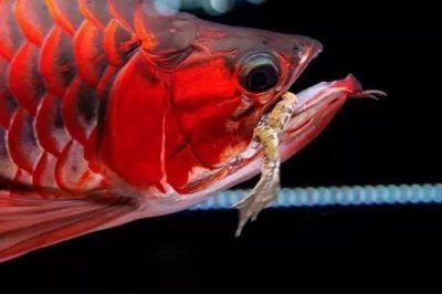 品相好的紅龍魚，紅龍魚中品相好的紅龍魚品相好的紅龍魚品相好的紅龍魚 品相好的紅龍魚，紅龍魚中品相好的紅龍魚品相好的紅龍魚品相好的紅龍魚 龍魚百科 第3張
