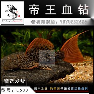 祥龍魚(yú)場(chǎng)品牌產(chǎn)品介紹怎么寫(xiě)的啊英文:祥龍魚(yú)場(chǎng)品牌產(chǎn)品介紹,打造高品質(zhì)觀賞魚(yú)的專(zhuān)業(yè)之選 龍魚(yú)百科 第2張 祥龍魚(yú)場(chǎng)品牌產(chǎn)品介紹怎么寫(xiě)的啊英文:祥龍魚(yú)場(chǎng)品牌產(chǎn)品介紹,打造高品質(zhì)觀賞魚(yú)的專(zhuān)業(yè)之選 祥龍魚(yú)場(chǎng)品牌產(chǎn)品介紹怎么寫(xiě)的啊英文:祥龍魚(yú)場(chǎng)品牌產(chǎn)品介紹,打造高品質(zhì)觀賞魚(yú)的專(zhuān)業(yè)之選 龍魚(yú)百科 第2張