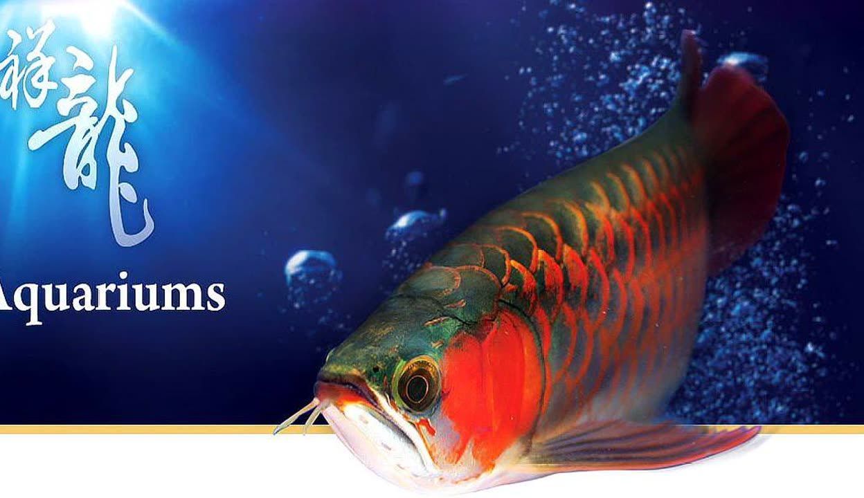 高端龍魚品牌：什么是高端龍魚品牌