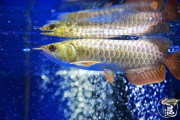 龍魚魚屎什么樣：龍魚屎什么樣