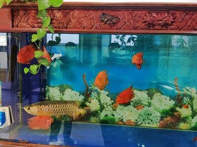 金龍魚沉缸的原因：金龍魚為什么沉缸