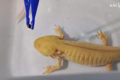 六角恐龍魚吃什么（六角恐龍魚喂食頻率指南）