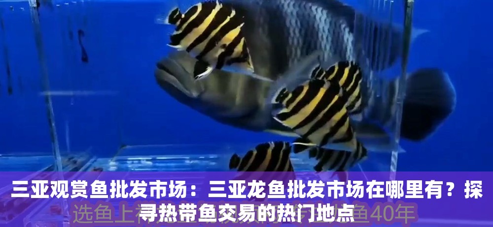 三亞觀賞魚批發市場：三亞龍魚批發市場在哪里有？探尋熱帶魚交易的熱門地點 三亞觀賞魚批發市場：三亞龍魚批發市場在哪里有？探尋熱帶魚交易的熱門地點 龍魚百科 第1張