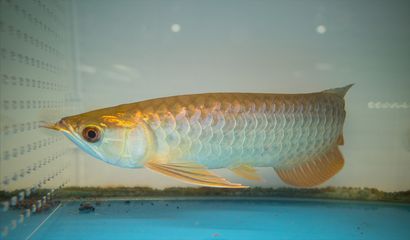 龍魚食欲減退的原因：龍魚食欲減退可能由多種因素引起