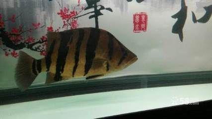 佳木斯龍魚(yú)【佳木斯龍魚(yú)的市場(chǎng)價(jià)格】